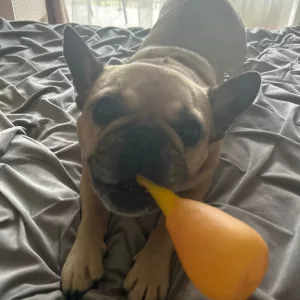 Received Squeaky Chicken Leg Dog Chew Toy from customer X****o.