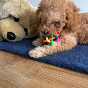 Received Colorful Dog Chew Ball with Bell from customer M*****n.