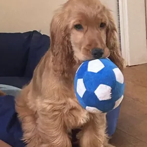 Received Dog Football Squeaky Ball Soft Toy from customer M*****l.