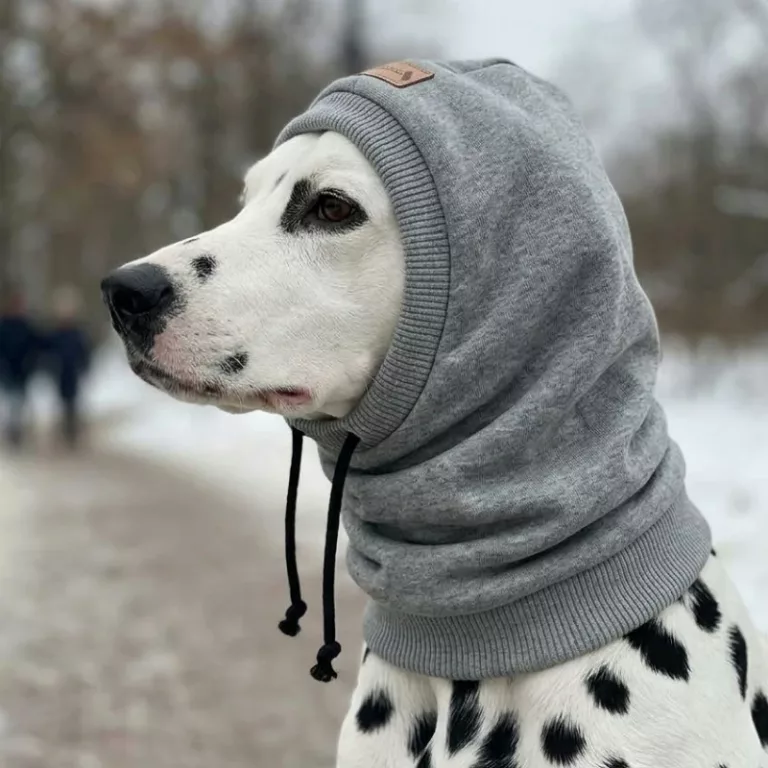 winter dog hat